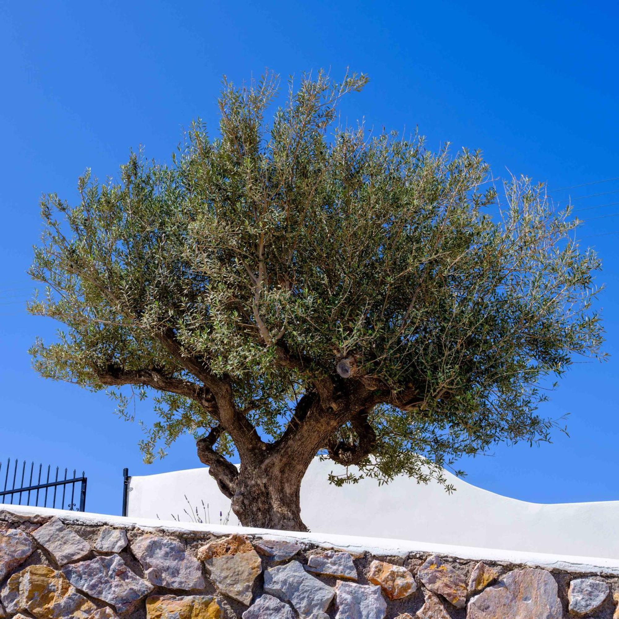 Santorini C Villa Fira  Exterior photo